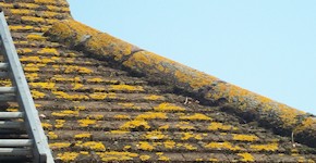 Maidstone roof before cleaning and moss removal